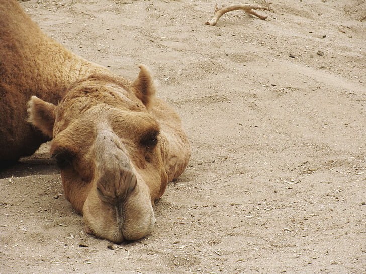 A camel tells the Prophet (P.B.U.H.) that the owner wants to slaughter it