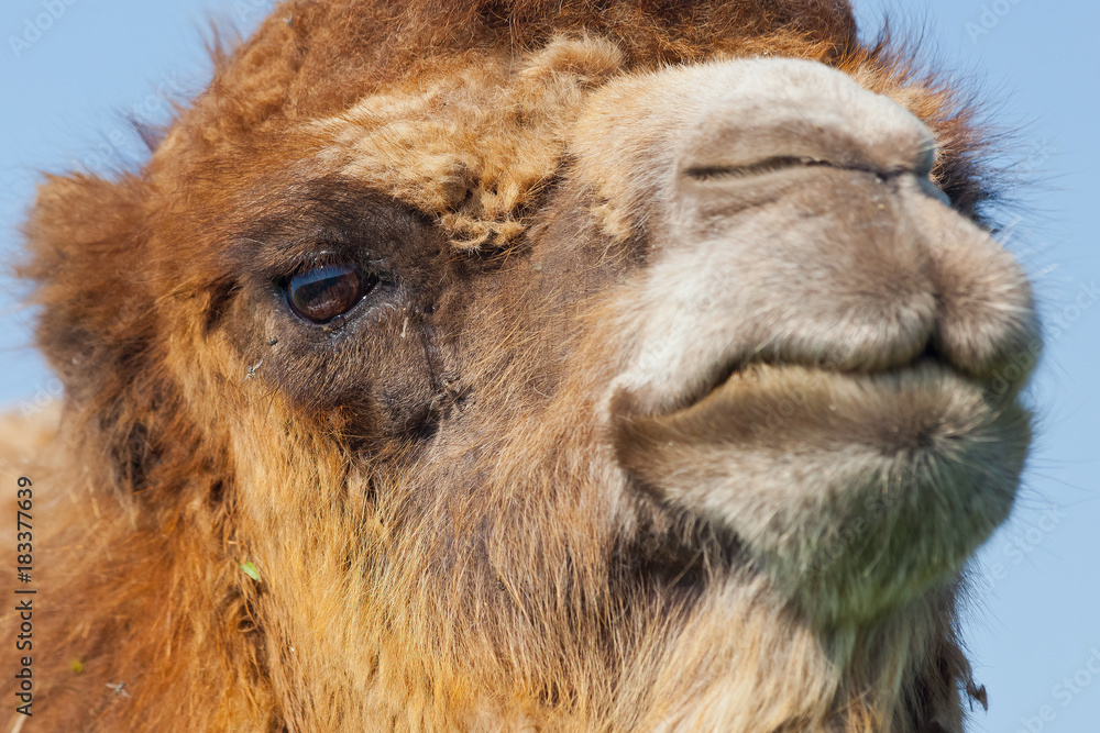 A camel complains of mistreatment by its owner