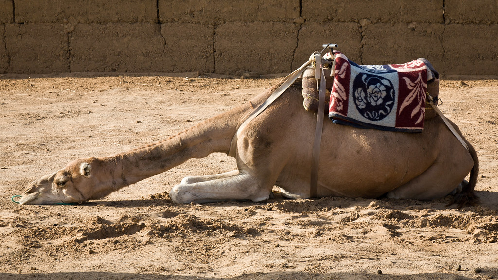 A camel prostrating to the Prophet (P.B.U.H.)